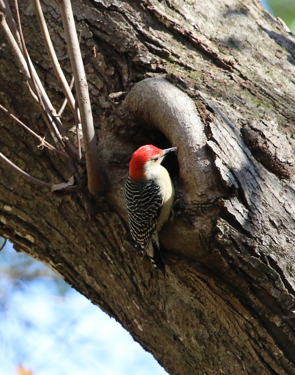 Red-bellied Woodpecker - ML123041941