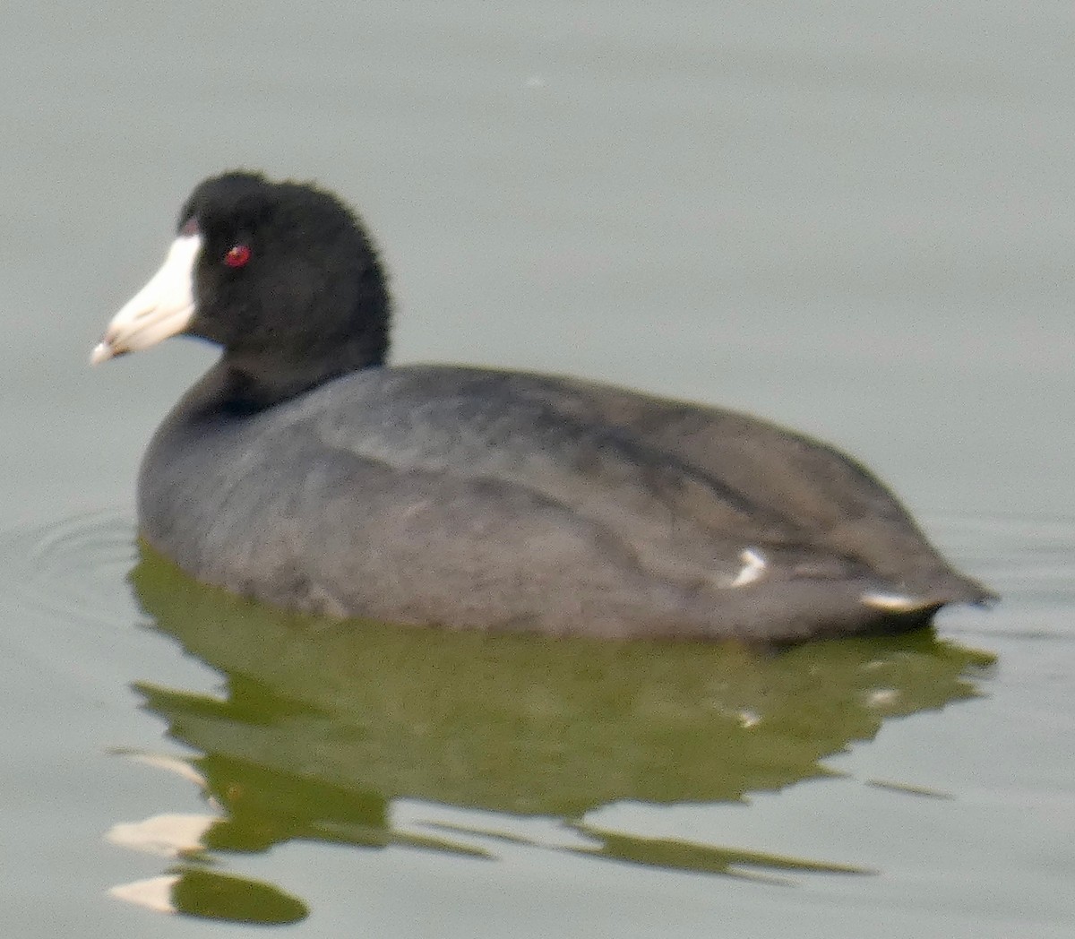 American Coot - Gary Byerly