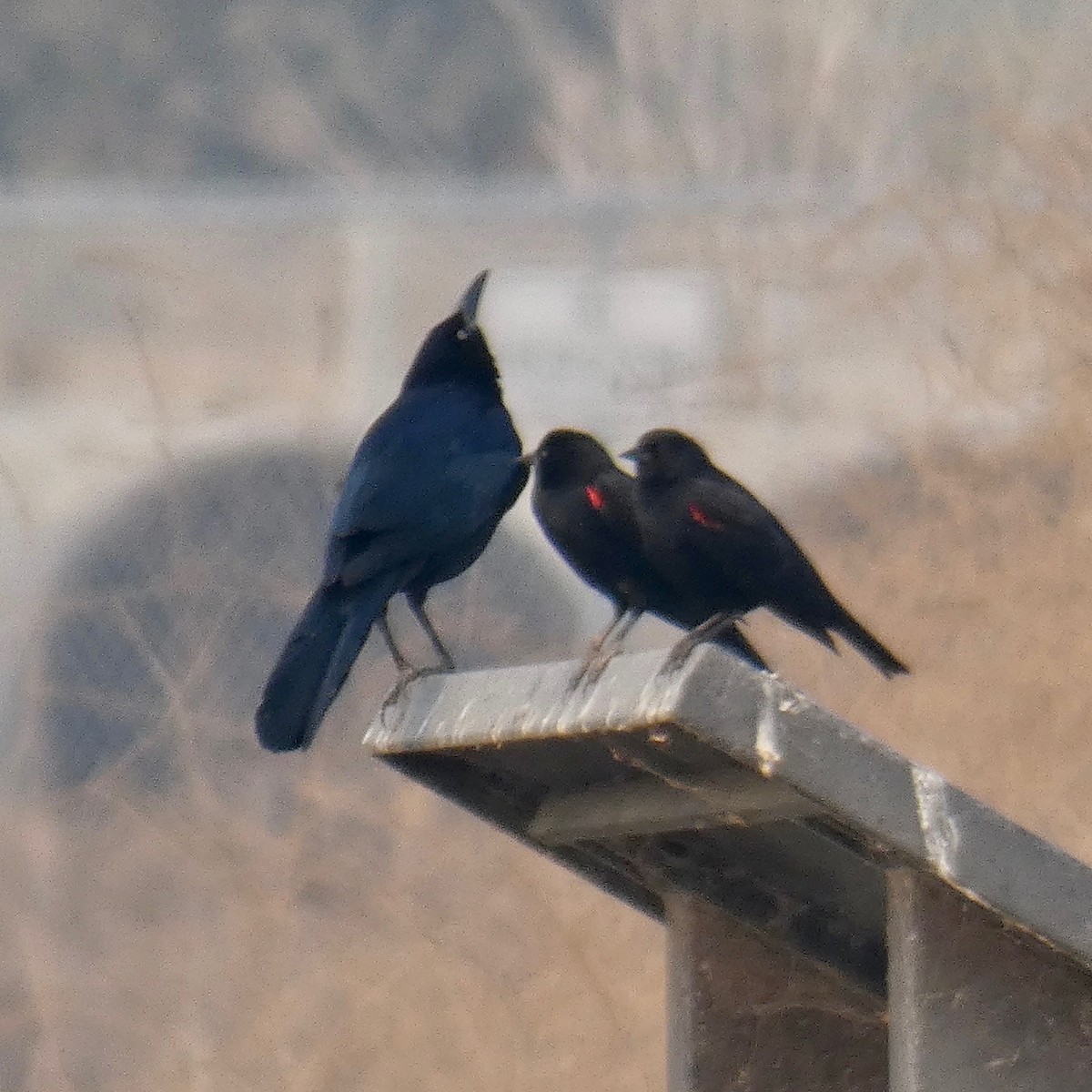 Great-tailed Grackle - ML123044801