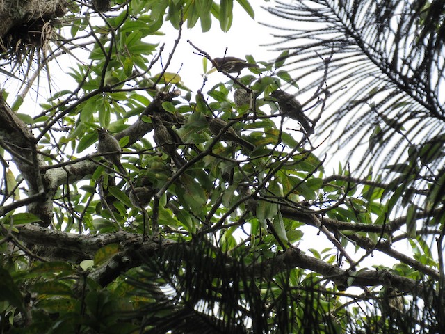 Birds in their habitat; Nord, Haiti. - Palmchat - 