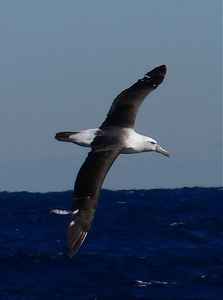 White-capped Albatross - Gerco Hoogeweg