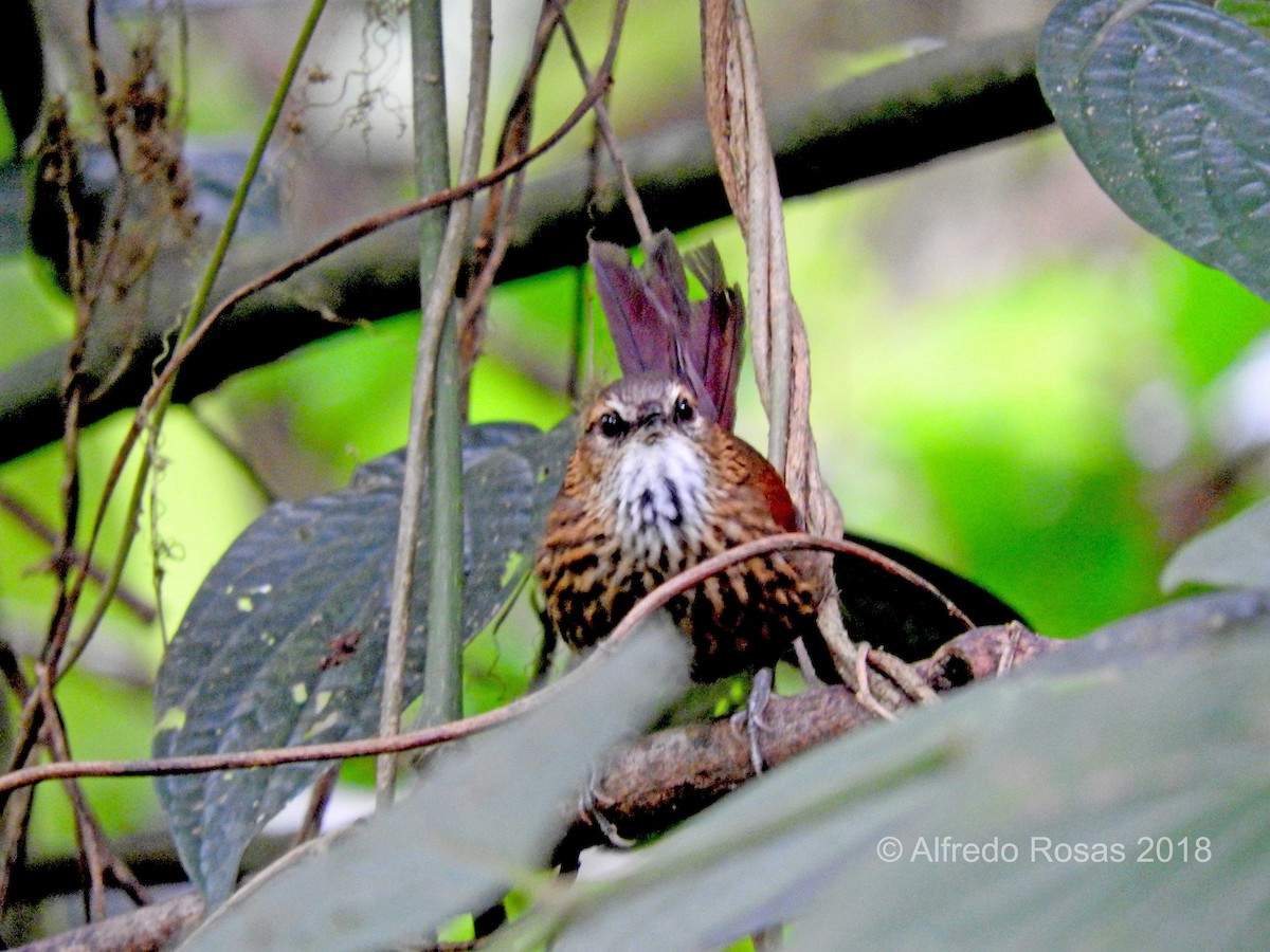 Stripe-breasted Spinetail - Alfredo Rosas