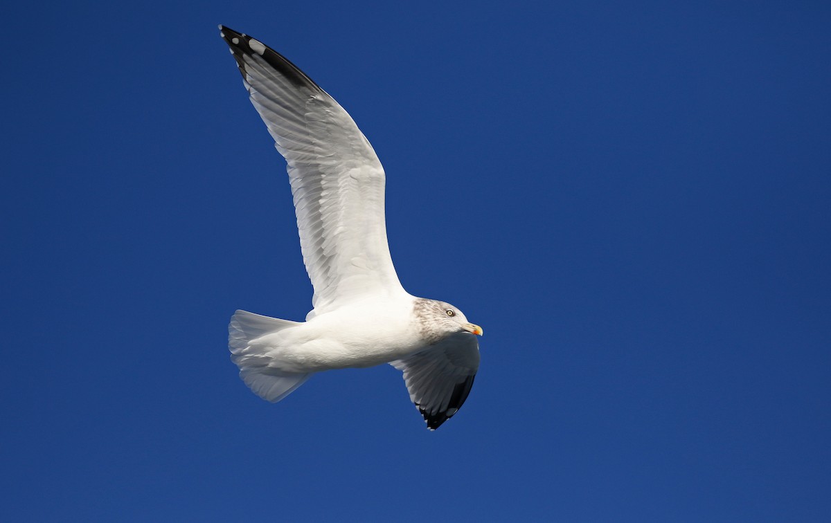 Herring Gull (American) - ML123054111