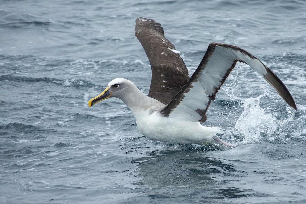 Buller's Albatross - Joshua Covill