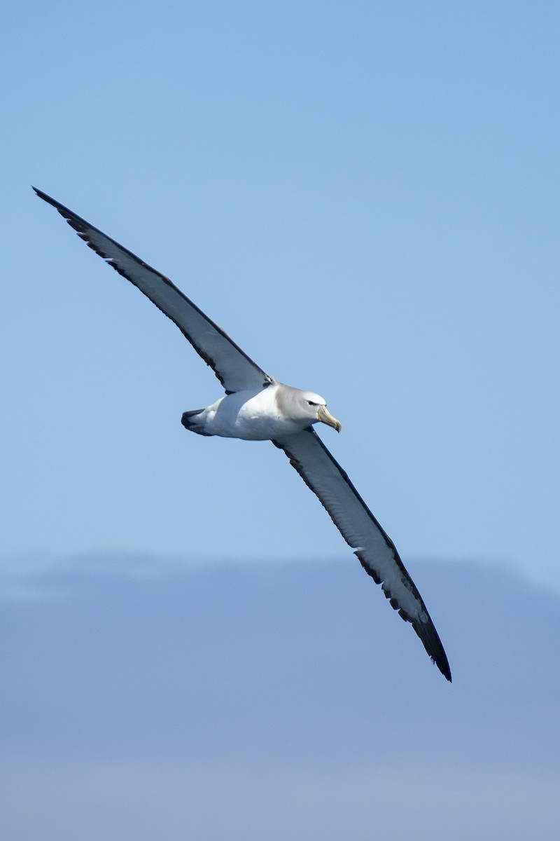 Salvin's Albatross - Joshua Covill