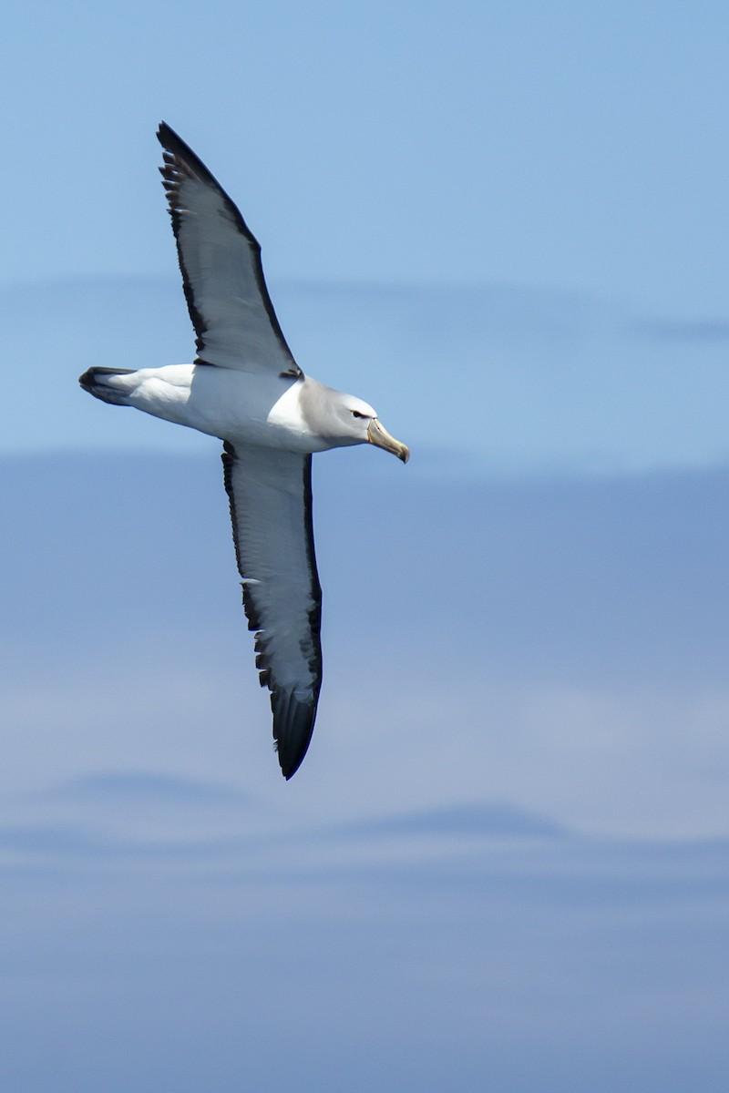 Salvin's Albatross - ML123054521