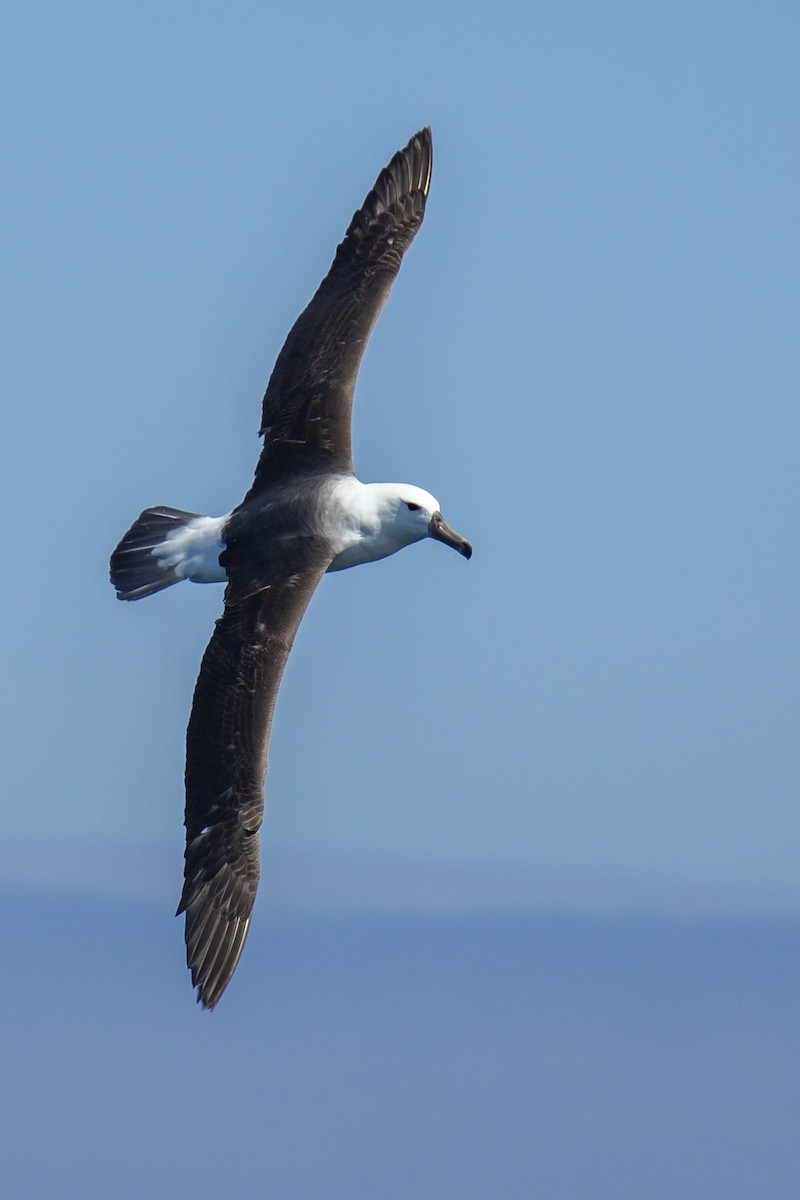 Black-browed Albatross - Joshua Covill