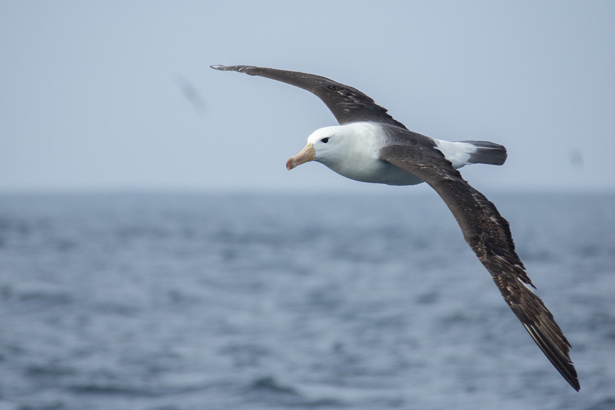Black-browed Albatross - Joshua Covill