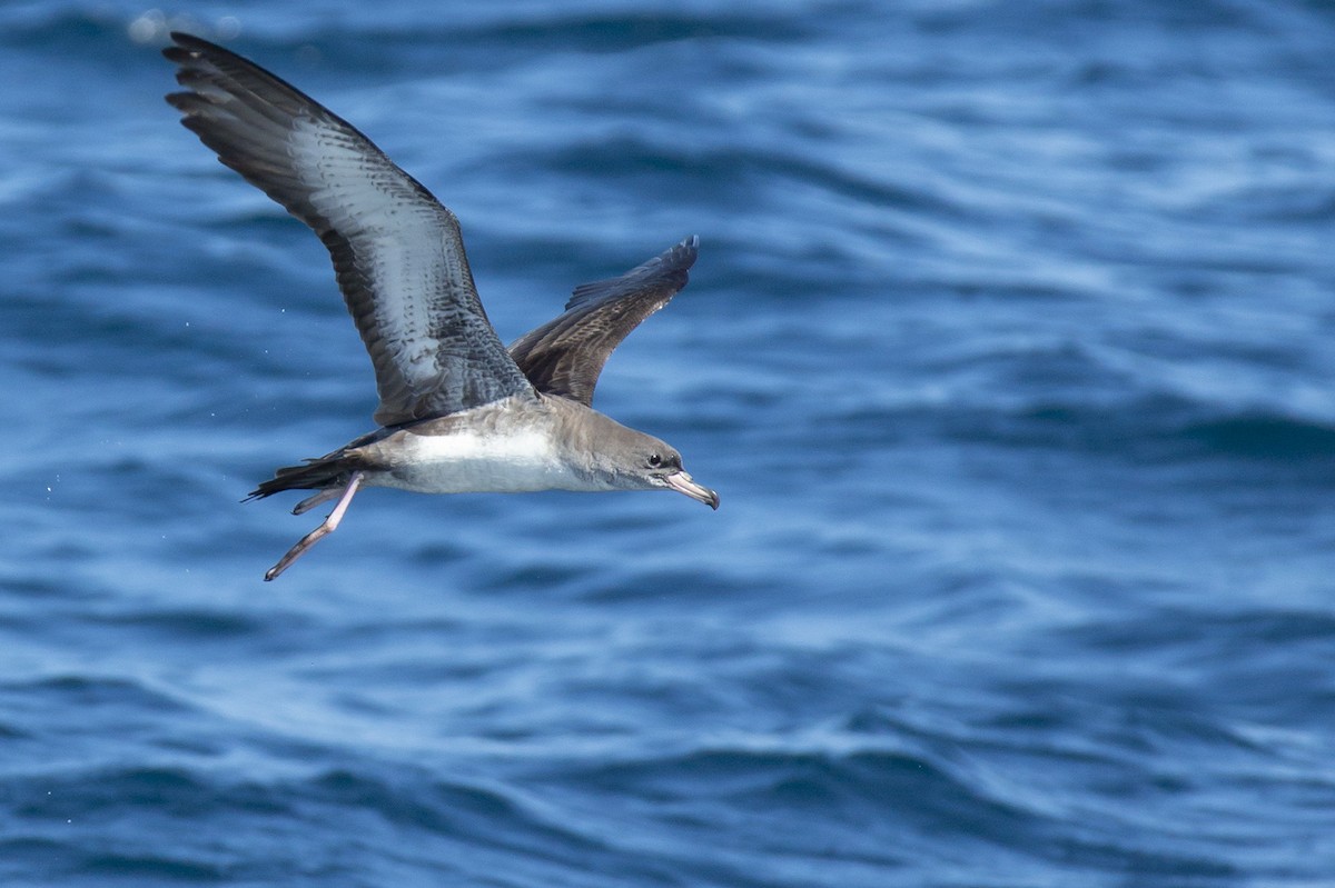 Pink-footed Shearwater - Joshua Covill