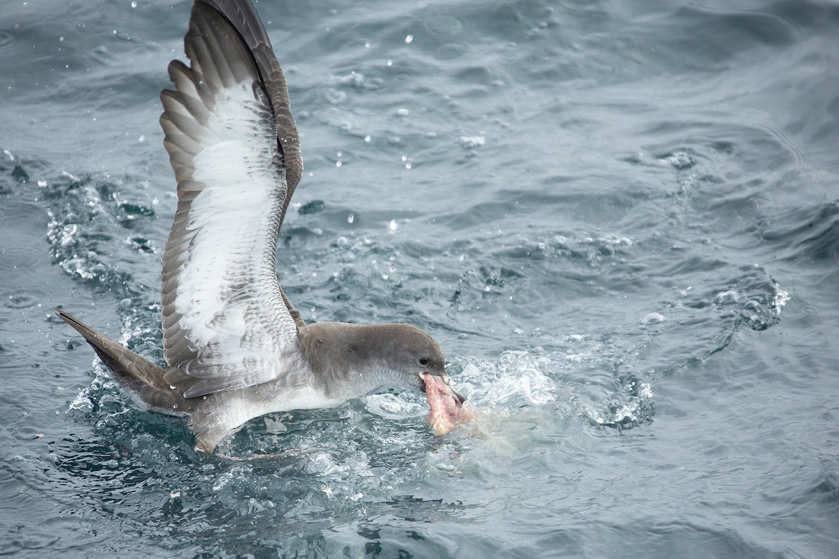 Pink-footed Shearwater - ML123055551