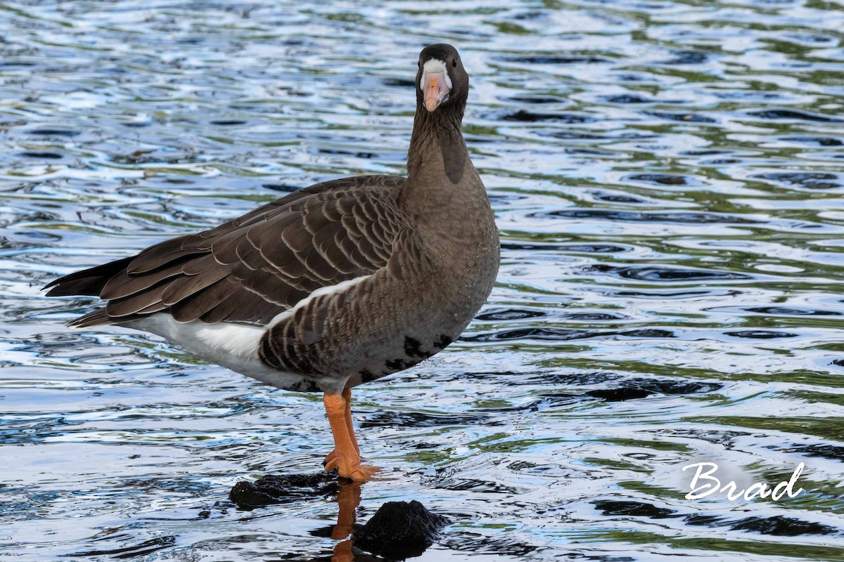 Greater White-fronted Goose - ML123056151