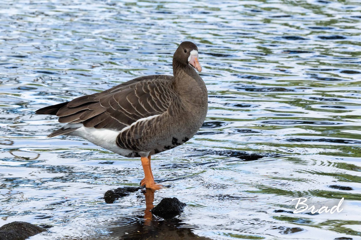 Greater White-fronted Goose - ML123056171