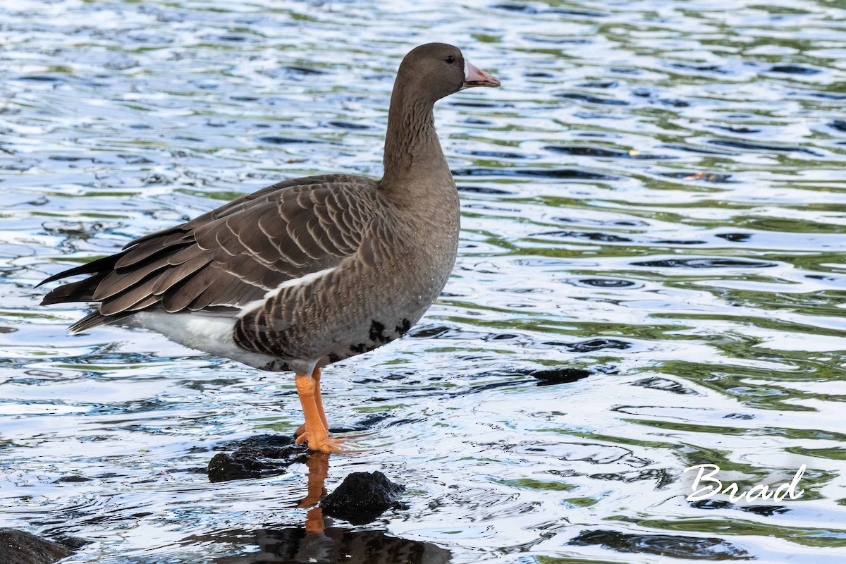 Greater White-fronted Goose - ML123056181