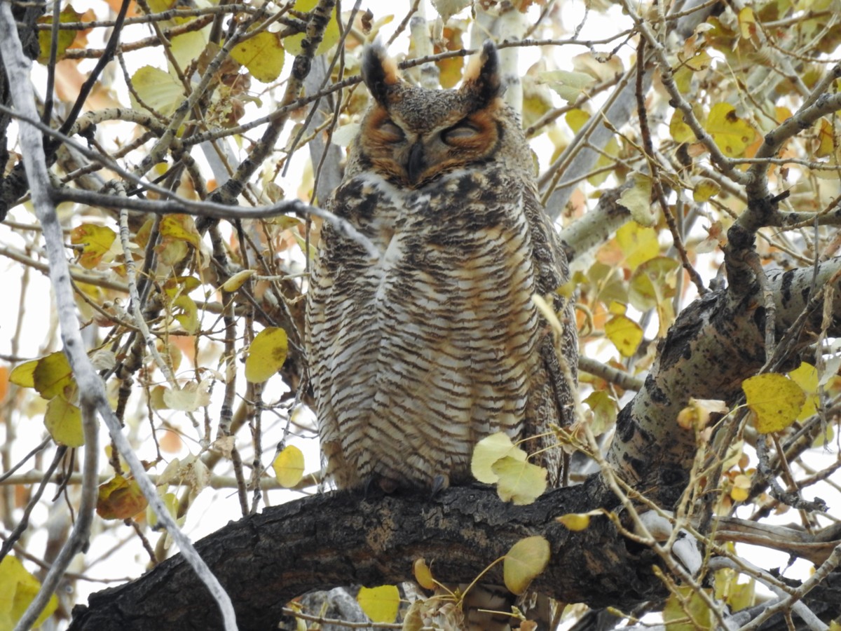 Great Horned Owl - ML123057901