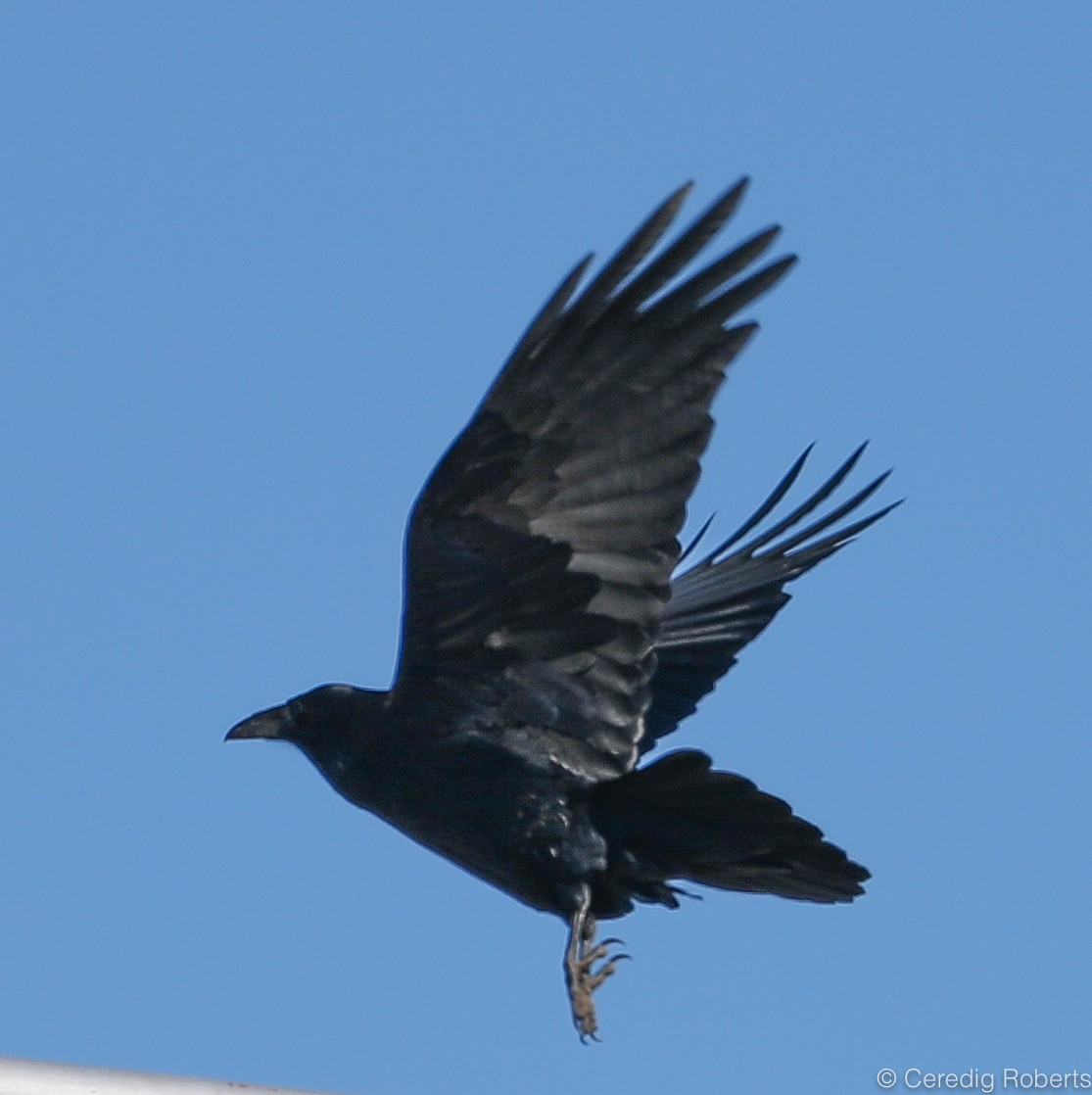 Common Raven - Ceredig  Roberts