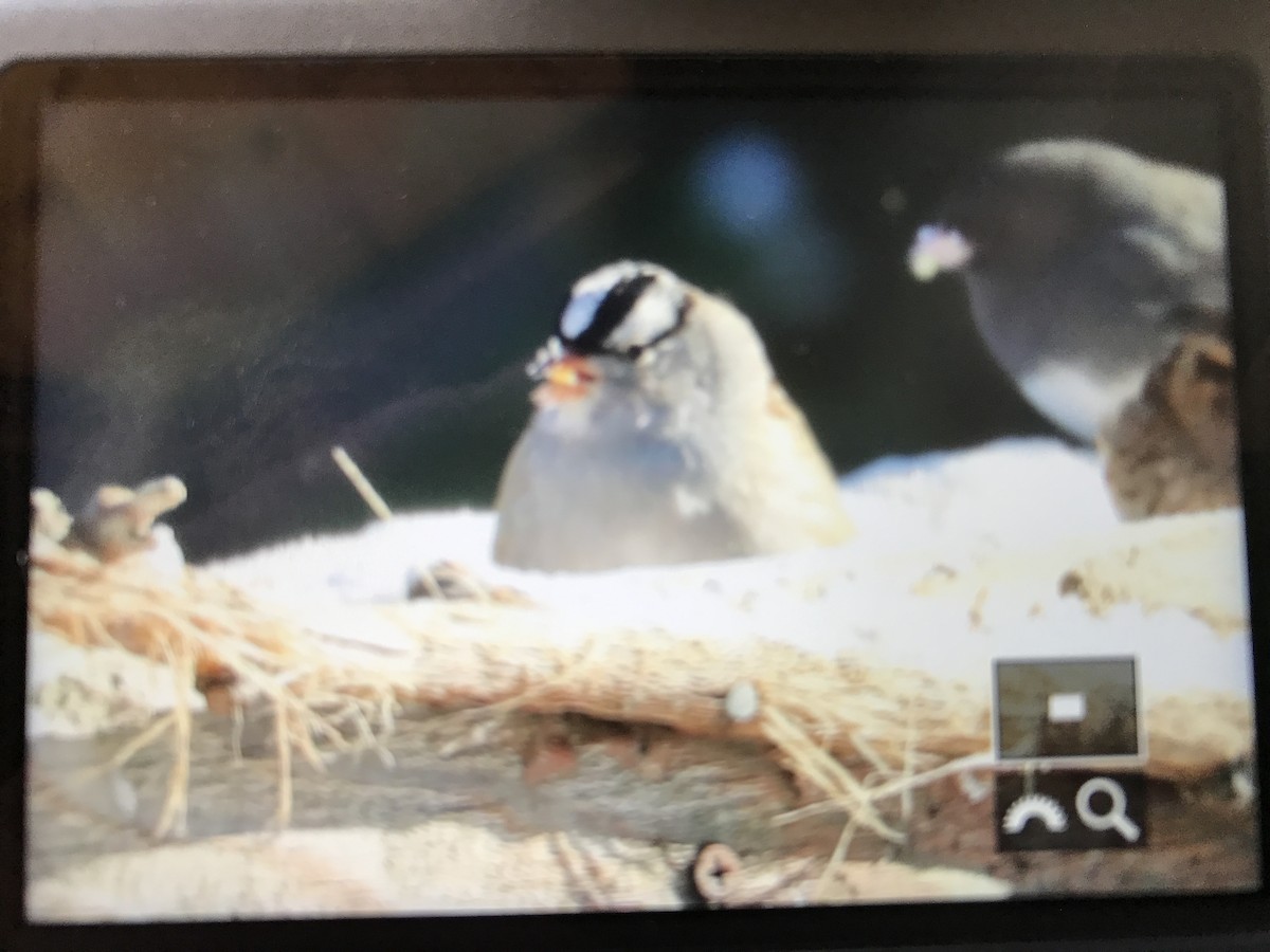 White-crowned Sparrow - ML123059151