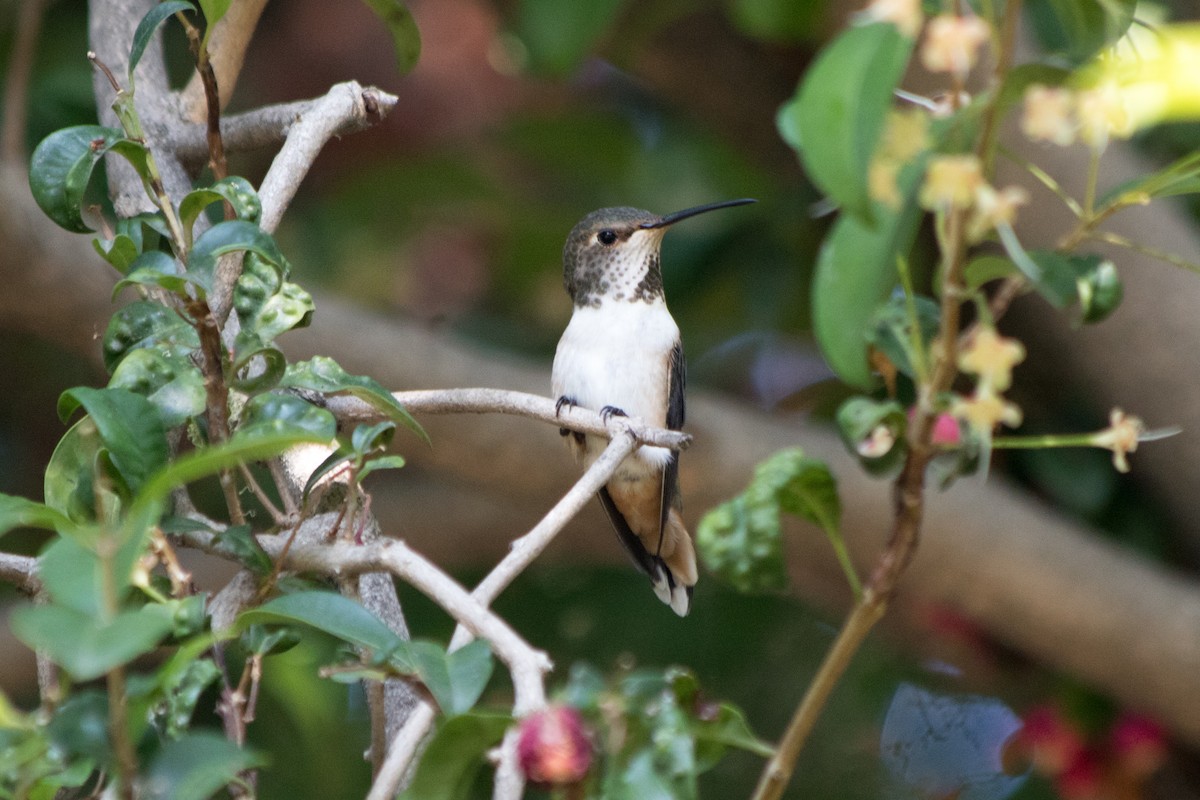 Allen's Hummingbird - Rebecca Marschall