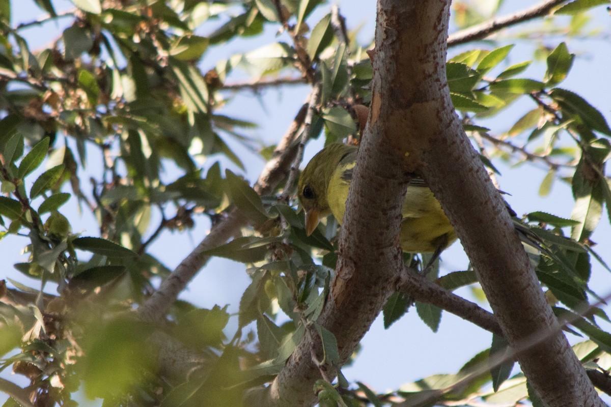 Western Tanager - ML123060351