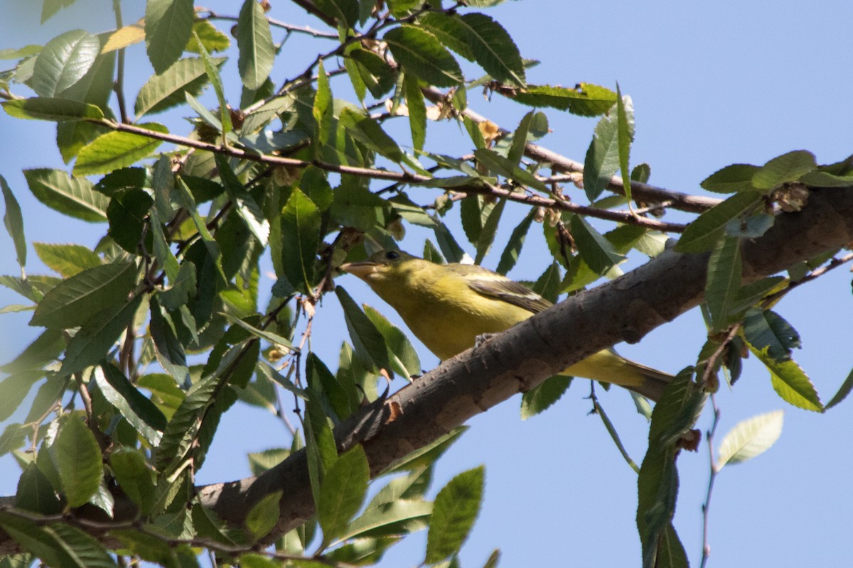 Western Tanager - ML123060361