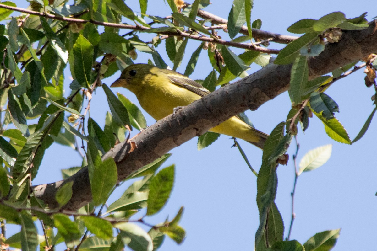 Western Tanager - ML123060371