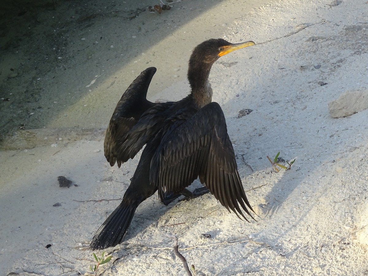 Double-crested Cormorant - Edward Massiah