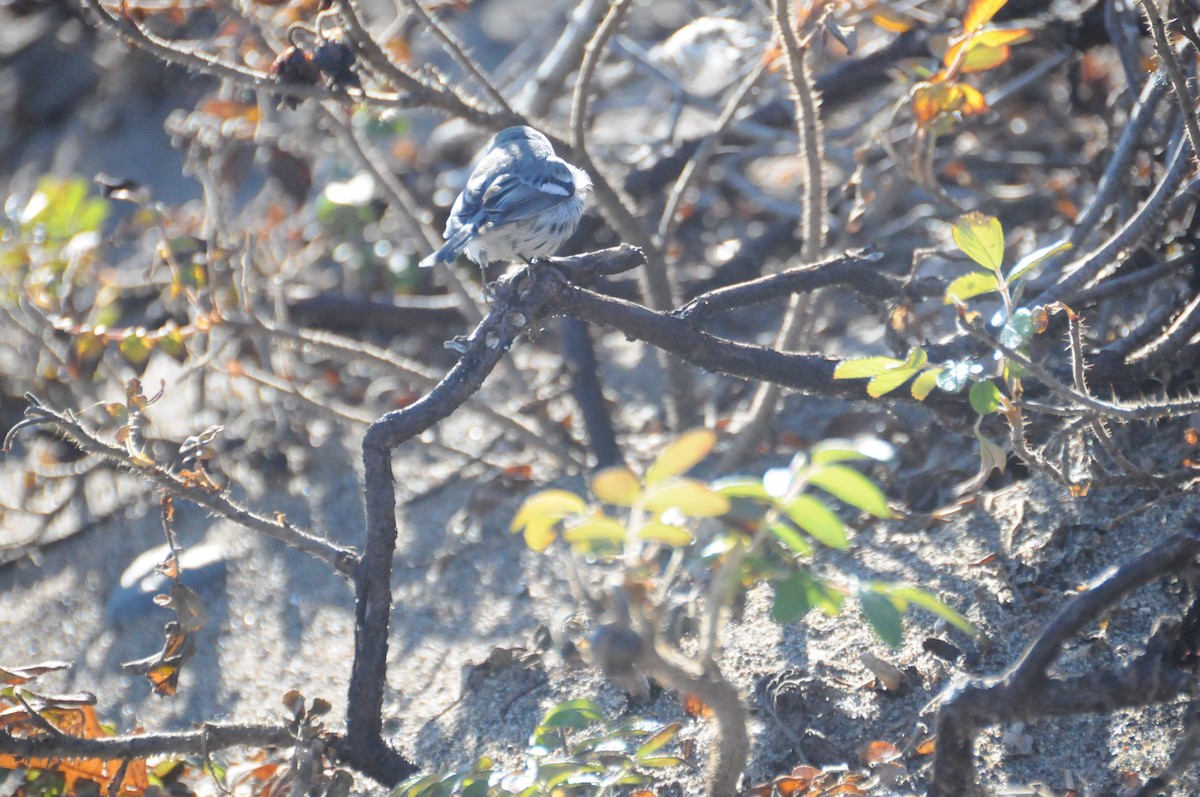 Black-throated Gray Warbler - ML123063681