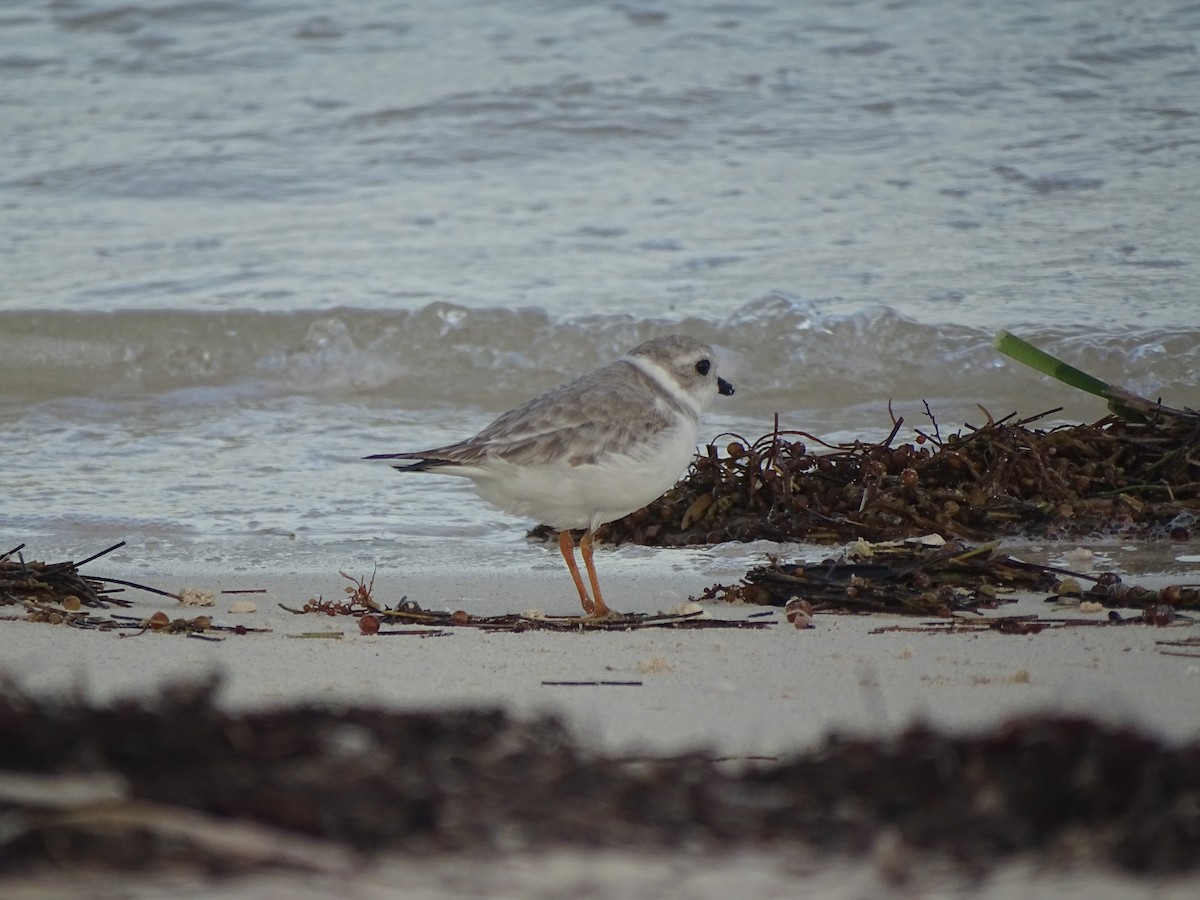Piping Plover - ML123072671