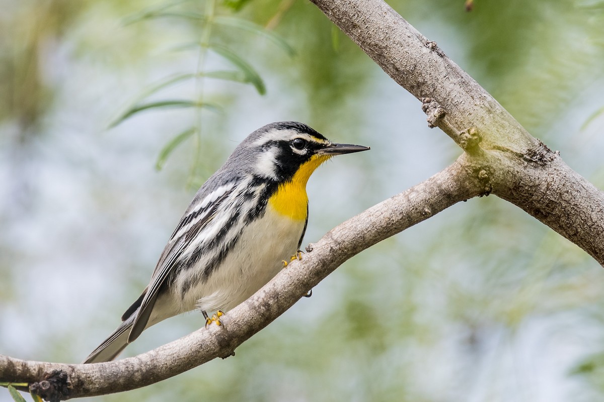 Yellow-throated Warbler - Robert Clark
