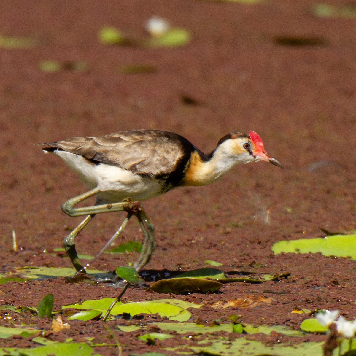 Comb-crested Jacana - Russell Simpson