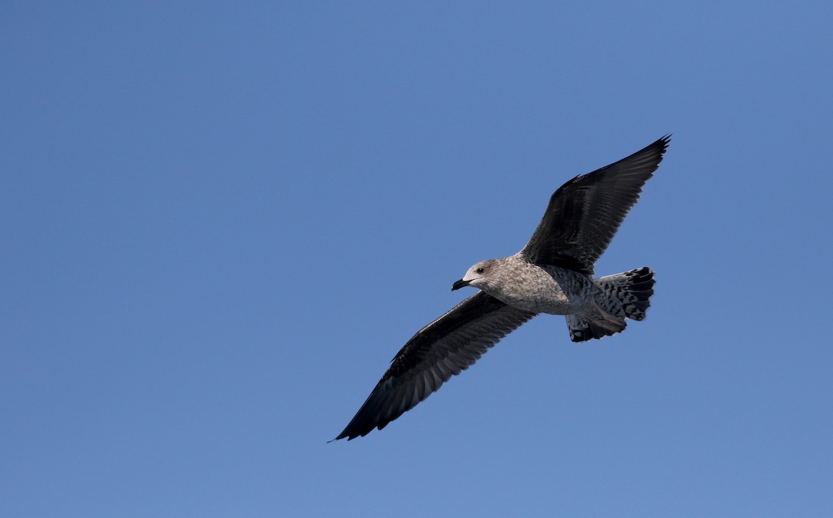 Lesser Black-backed Gull - Jay McGowan
