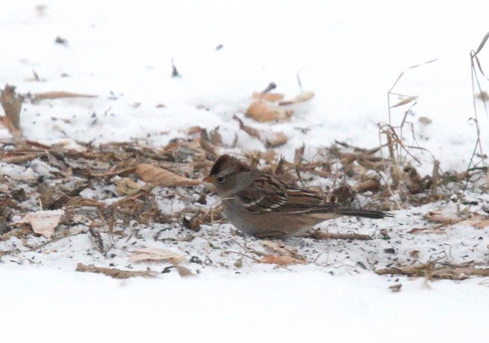 White-crowned Sparrow - ML123082101