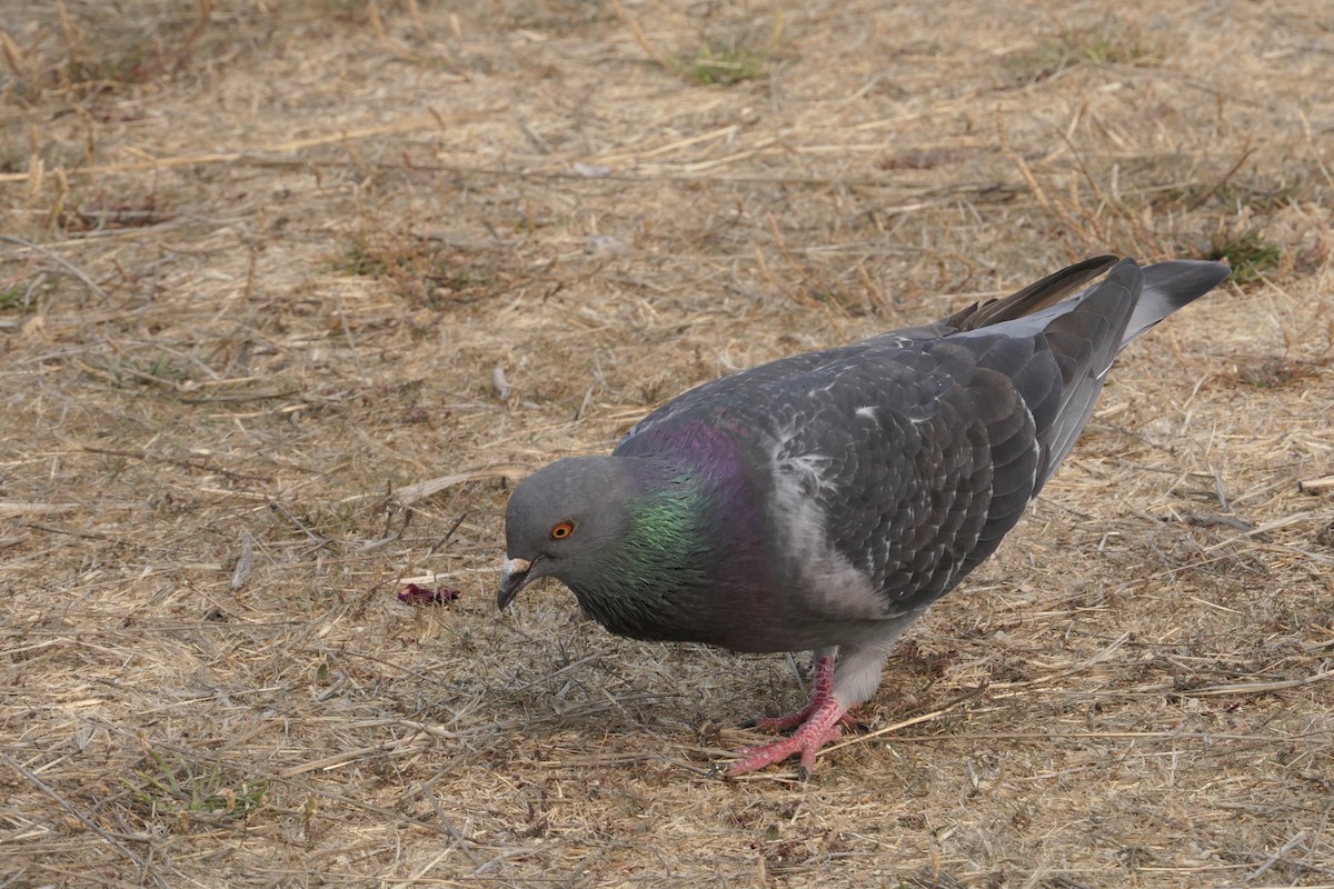 Rock Pigeon (Feral Pigeon) - Derek Lecy
