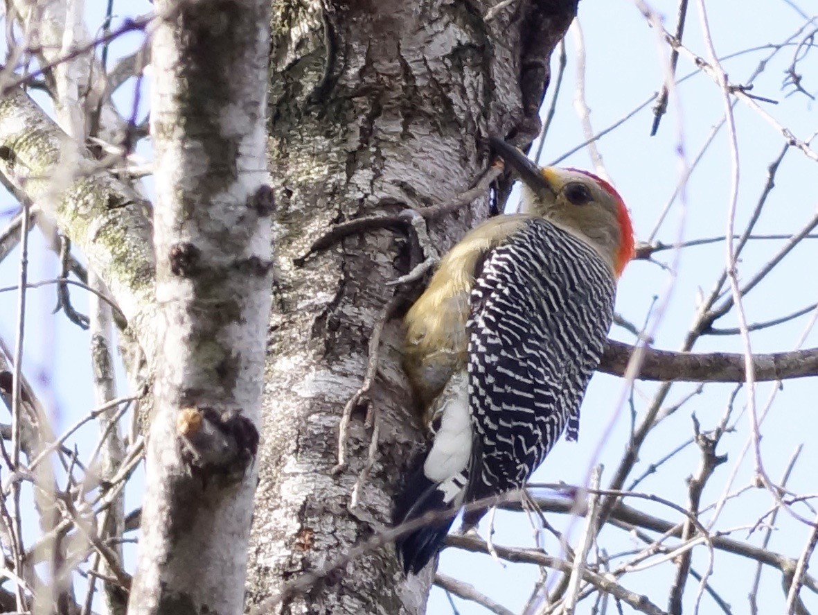 Golden-fronted Woodpecker (Velasquez's) - Mario Muñoz
