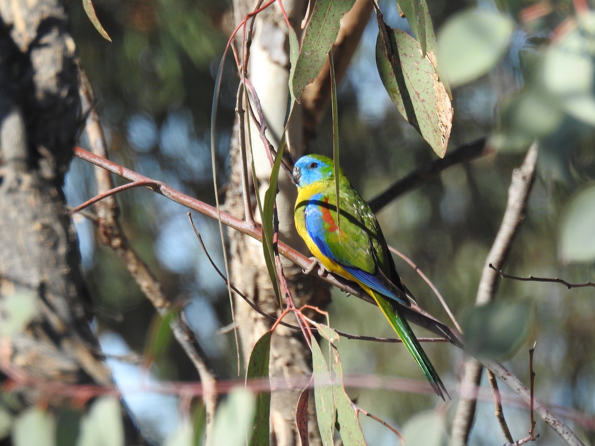 Turquoise Parrot - ML123086371