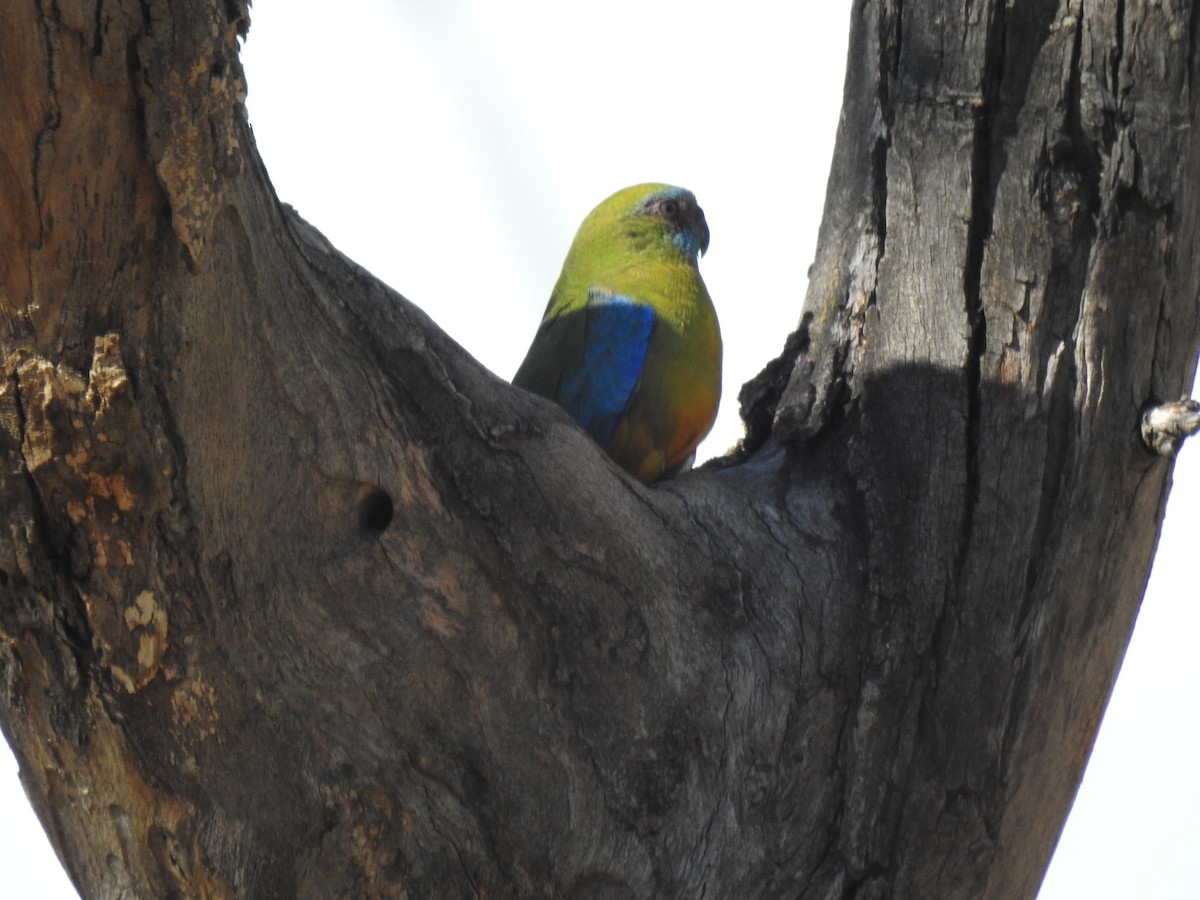 Turquoise Parrot - ML123086661