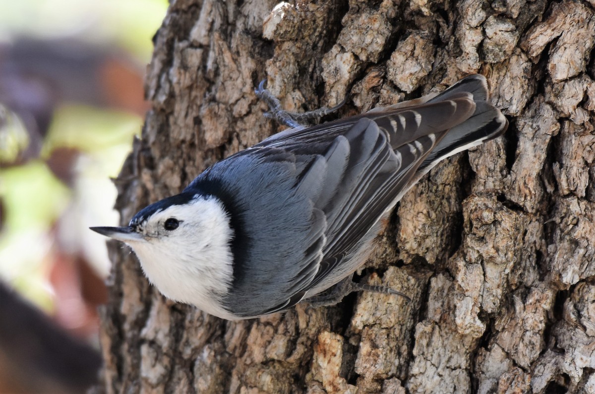 White-breasted Nuthatch (Interior West) - Chris Rohrer