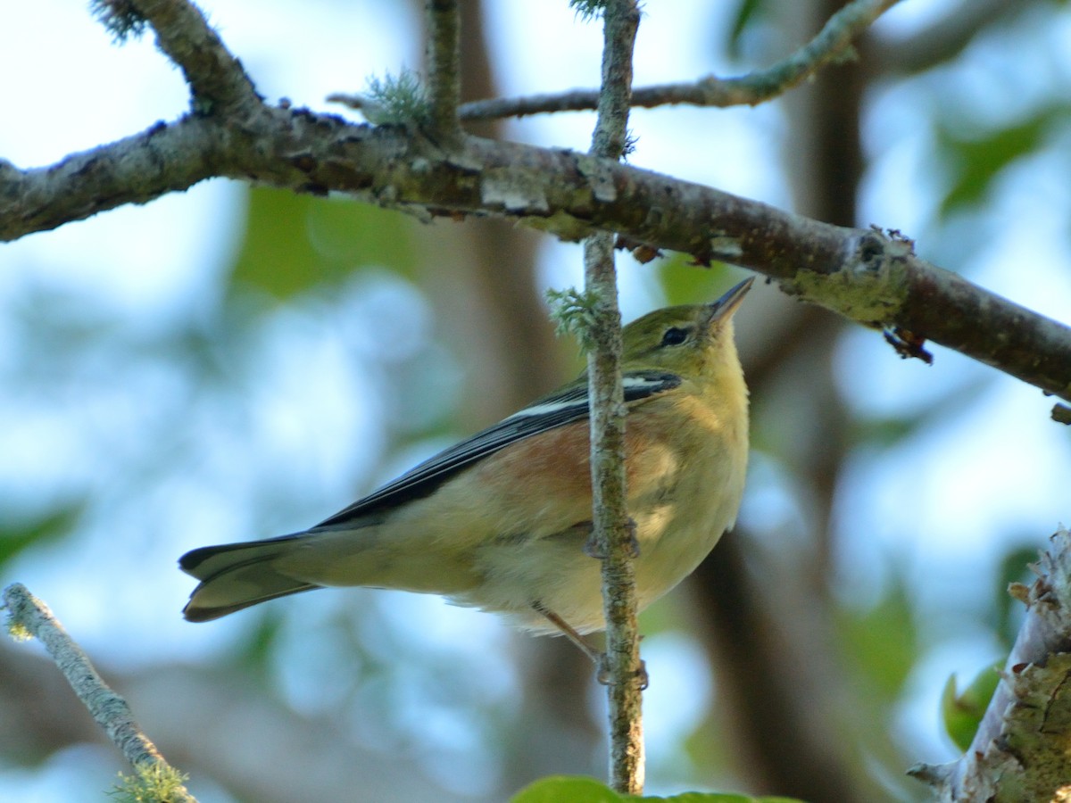 Bay-breasted Warbler - ML123091211