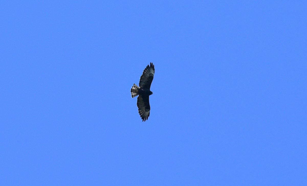 Short-tailed Hawk - ML123092521