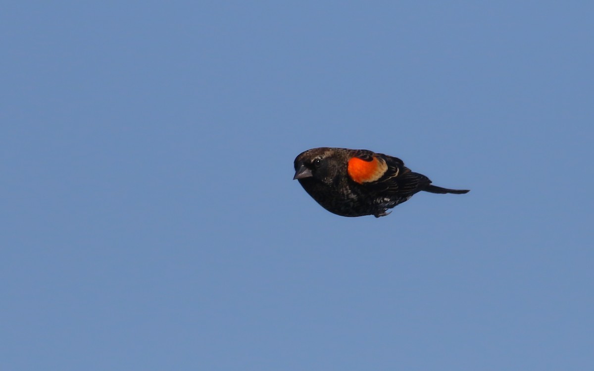 Red-winged Blackbird - Jay McGowan