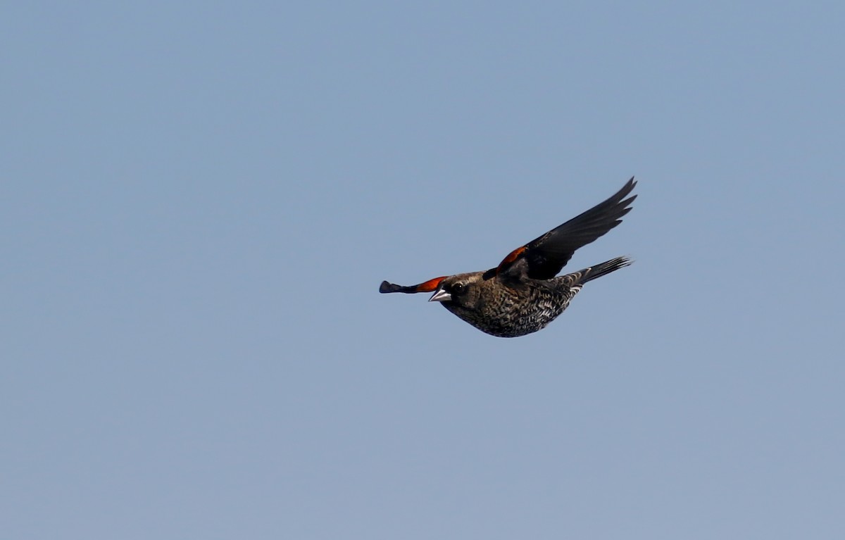 Red-winged Blackbird - Jay McGowan