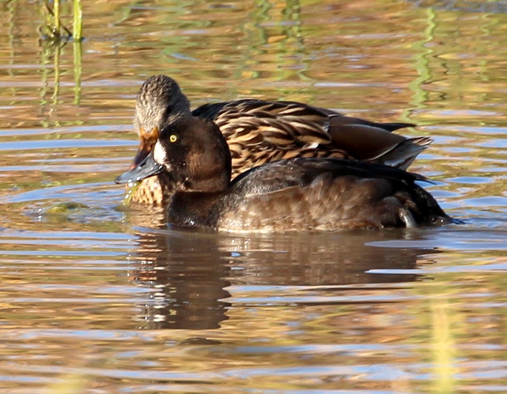 Greater Scaup - sam hough