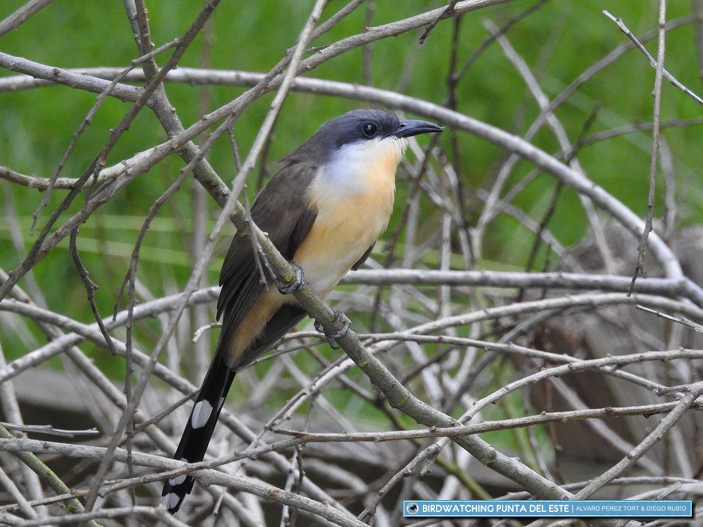 Dark-billed Cuckoo - Birdwatching Punta del Este