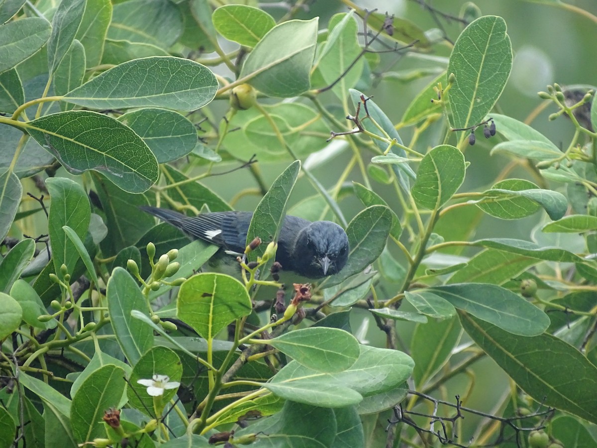 Black-throated Blue Warbler - Edward Massiah