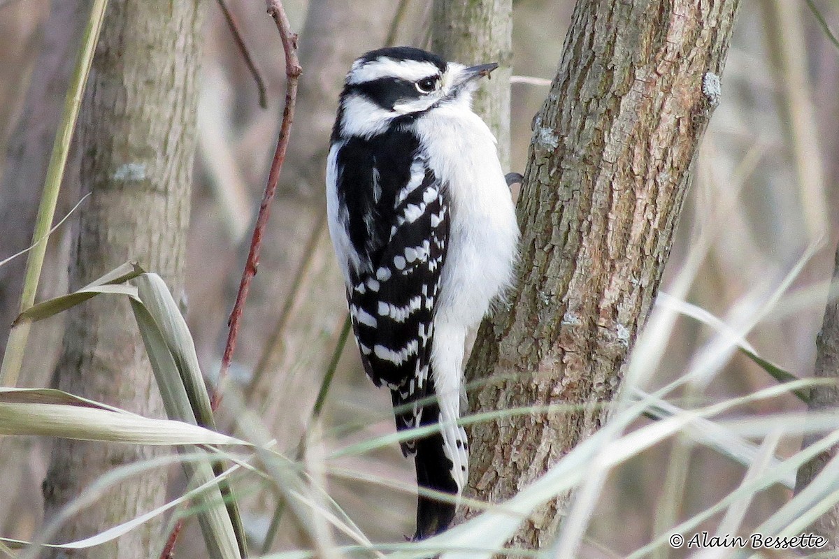 Downy Woodpecker - Anonymous