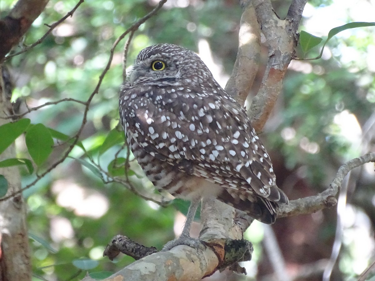 Burrowing Owl - Edward Massiah