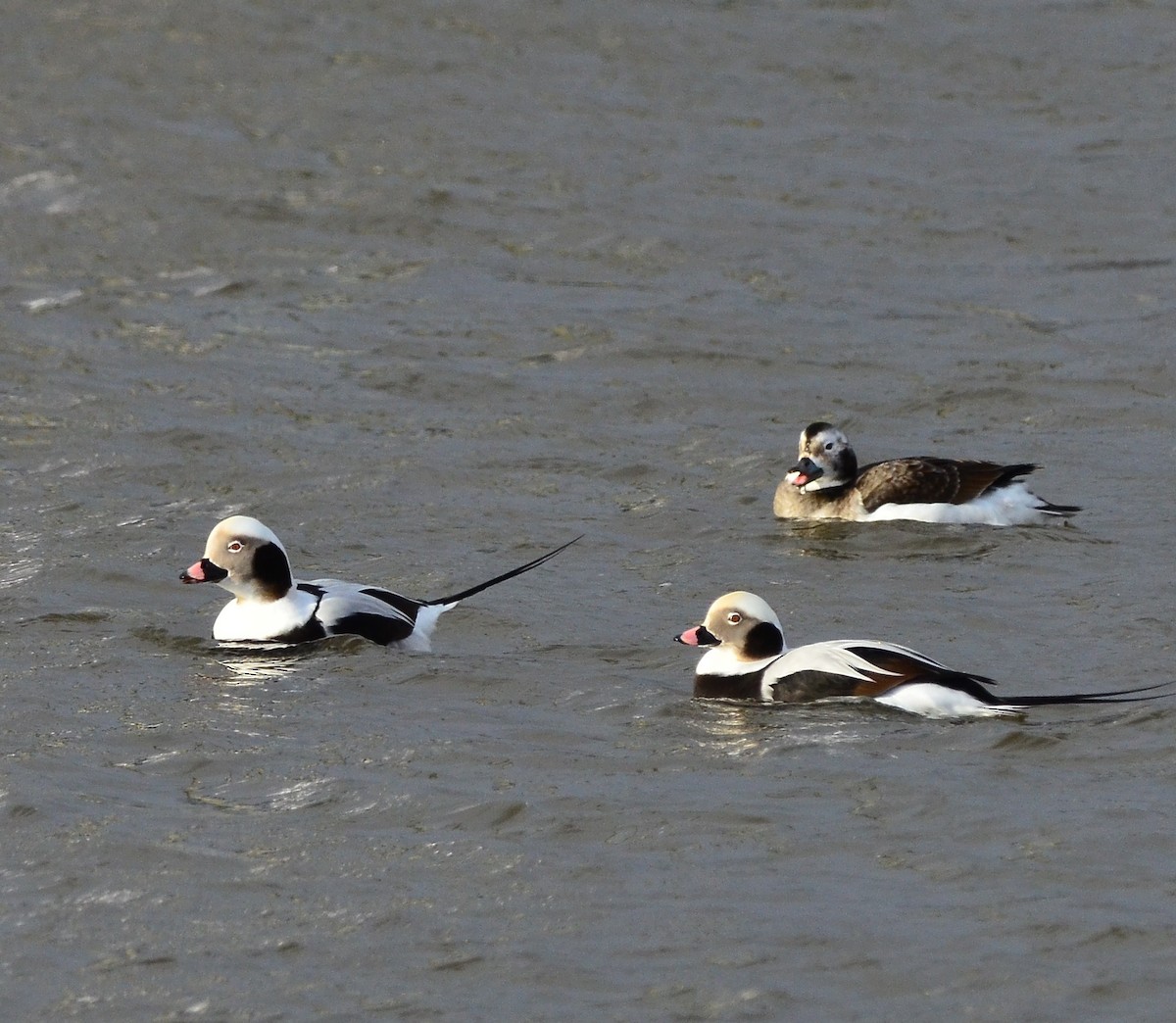 Long-tailed Duck - ML123106171