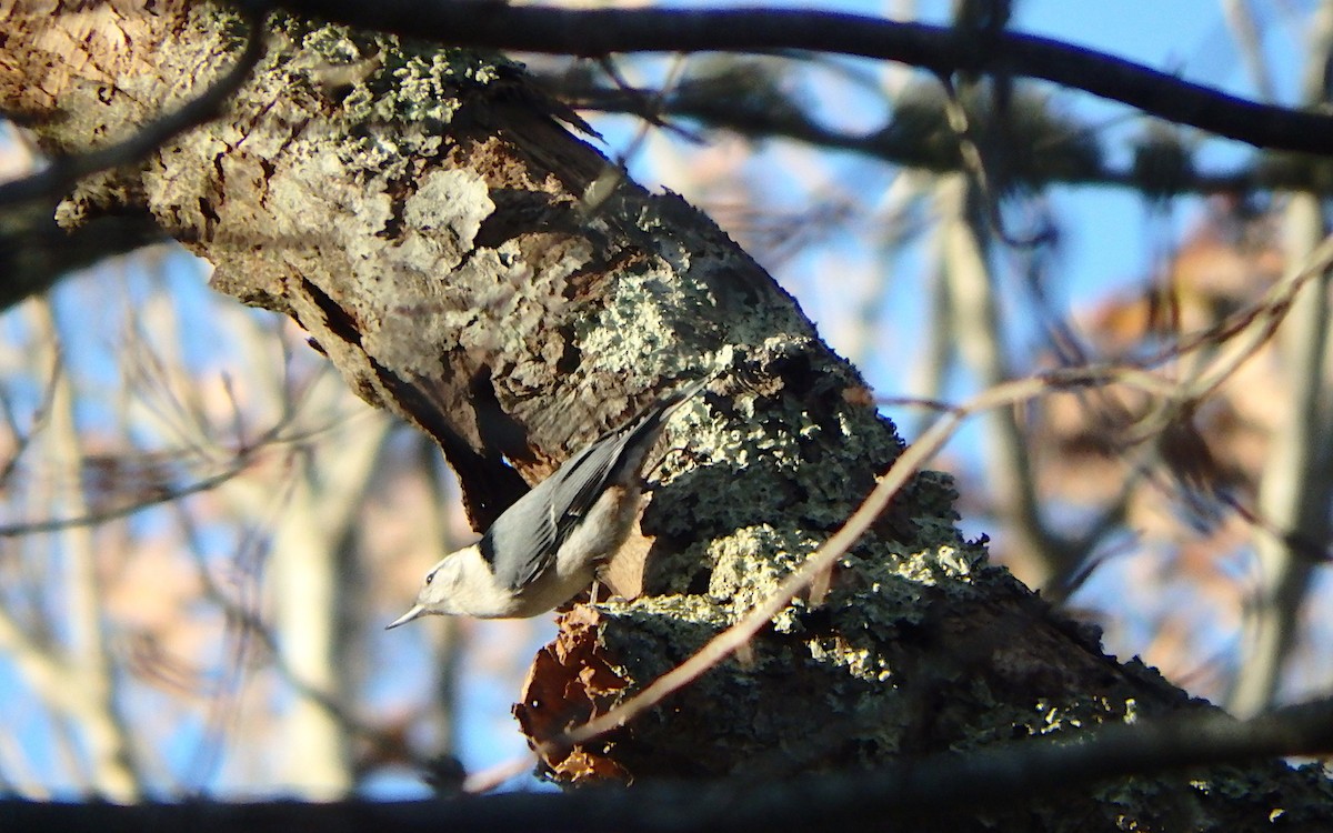 White-breasted Nuthatch - Jim O'Neill