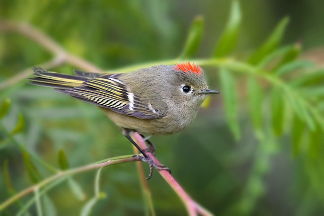 Ruby-crowned Kinglet