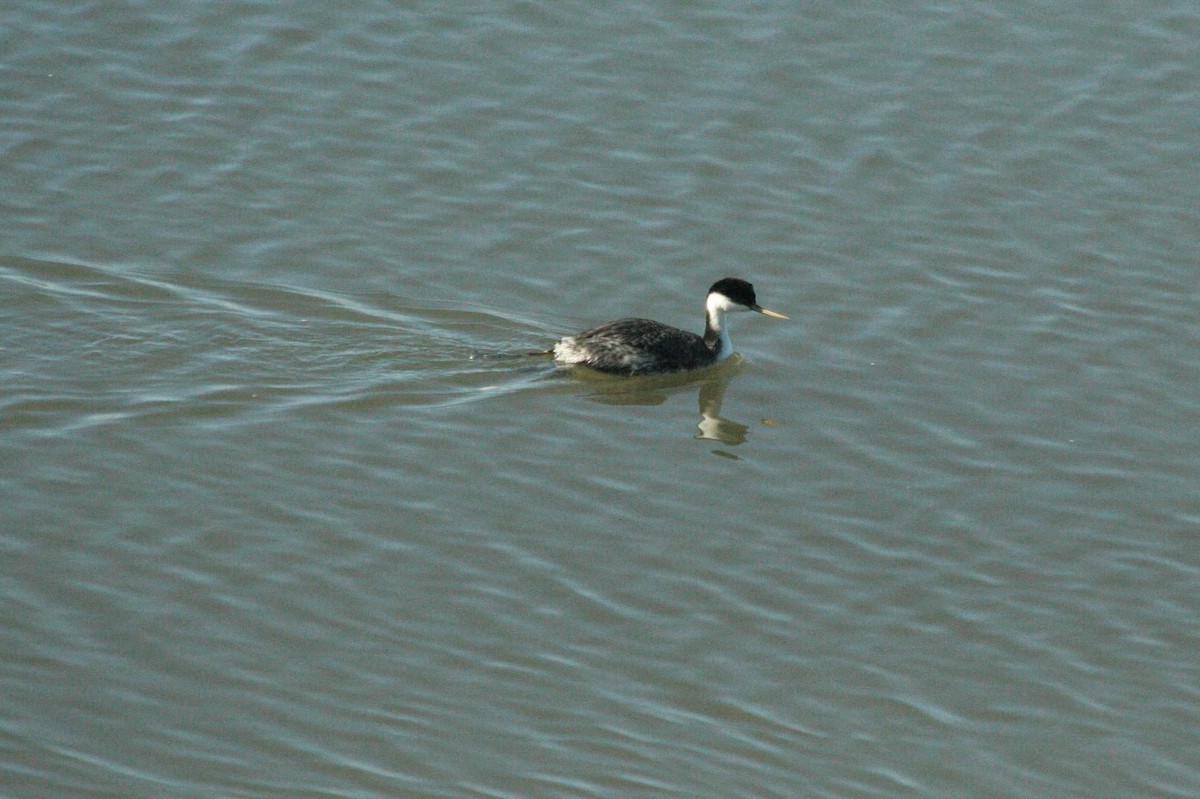 Western Grebe - Laurie Clemens