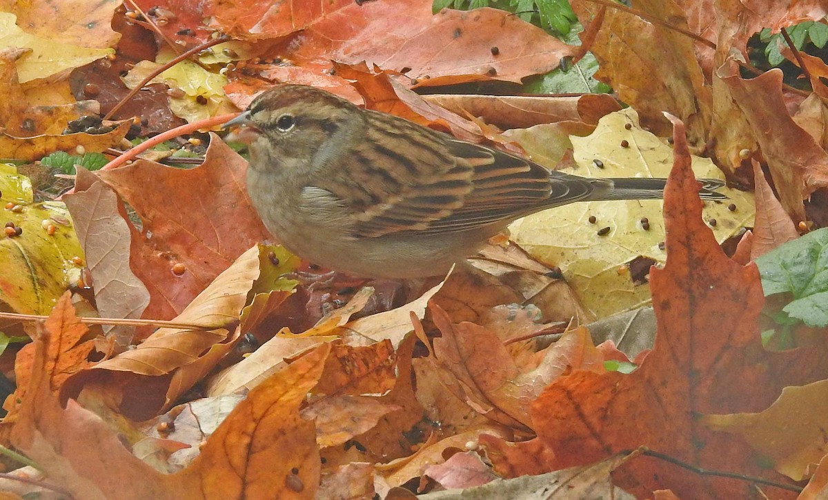 Chipping Sparrow - Jean Iron